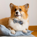 Amigo Pet Bow Tie+in use