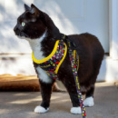 Amigo Pet Harness+in use