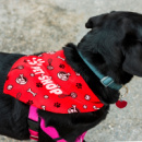 Pet Bandana Large+in use