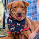 Pet Bandana Medium+in use